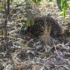 Tachyglossus aculeatus at Boweya, VIC - 24 Mar 2024