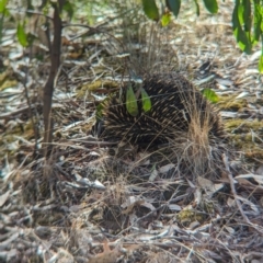 Tachyglossus aculeatus at Boweya, VIC - 24 Mar 2024