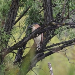 Nycticorax caledonicus (Nankeen Night-Heron) at Fyshwick, ACT - 28 Dec 2023 by AlisonMilton