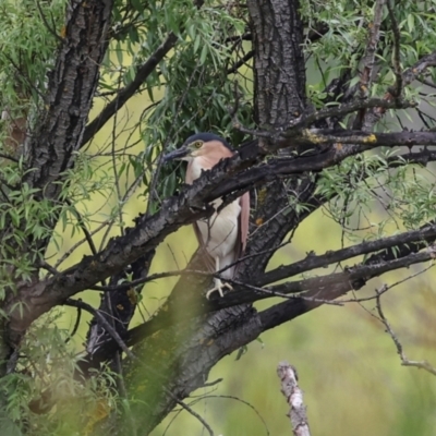 Nycticorax caledonicus (Nankeen Night-Heron) at Fyshwick, ACT - 28 Dec 2023 by AlisonMilton