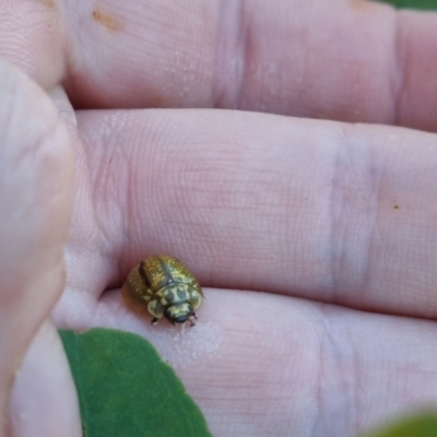 Paropsisterna cloelia (Eucalyptus variegated beetle) at Bungendore, NSW - 24 Mar 2024 by clarehoneydove