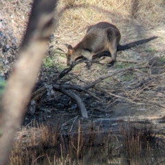 Wallabia bicolor (Swamp Wallaby) at Chiltern-Mt Pilot National Park - 24 Mar 2024 by Darcy