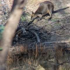 Wallabia bicolor at Chiltern-Mt Pilot National Park - 24 Mar 2024