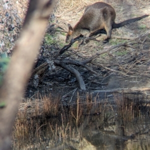 Wallabia bicolor at Chiltern-Mt Pilot National Park - 24 Mar 2024