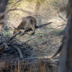 Wallabia bicolor at Chiltern-Mt Pilot National Park - 24 Mar 2024