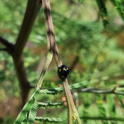 Orcus australasiae (Orange-spotted Ladybird) at Bungendore, NSW - 24 Mar 2024 by clarehoneydove