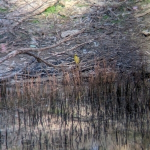 Lichenostomus melanops at Chiltern-Mt Pilot National Park - 24 Mar 2024