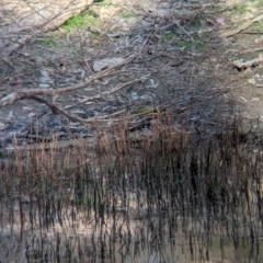 Lichenostomus melanops at Chiltern-Mt Pilot National Park - 24 Mar 2024 05:49 PM