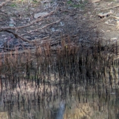 Lichenostomus melanops at Chiltern-Mt Pilot National Park - 24 Mar 2024