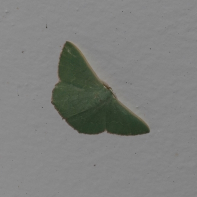 Prasinocyma semicrocea (Common Gum Emerald moth) at Higgins, ACT - 10 Jan 2024 by AlisonMilton