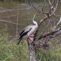 Anhinga novaehollandiae (Australasian Darter) at Fyshwick, ACT - 29 Dec 2023 by AlisonMilton