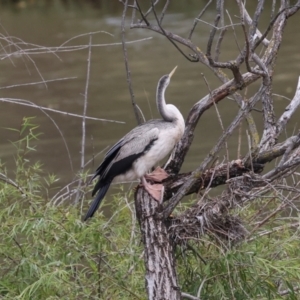 Anhinga novaehollandiae at Jerrabomberra Wetlands - 29 Dec 2023 12:45 PM