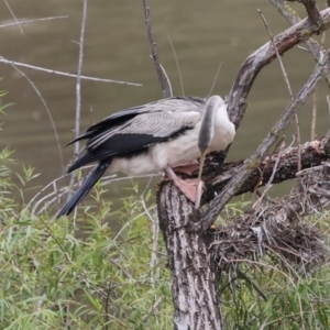 Anhinga novaehollandiae at Jerrabomberra Wetlands - 29 Dec 2023