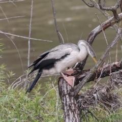 Anhinga novaehollandiae at Jerrabomberra Wetlands - 29 Dec 2023 12:45 PM