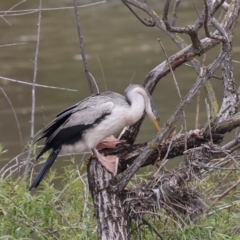 Anhinga novaehollandiae at Jerrabomberra Wetlands - 29 Dec 2023