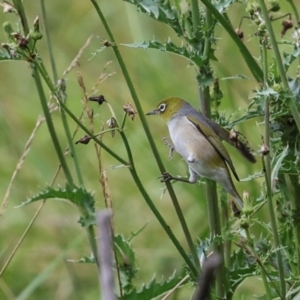 Zosterops lateralis at Jerrabomberra Wetlands - 29 Dec 2023