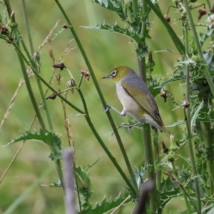 Zosterops lateralis at Jerrabomberra Wetlands - 29 Dec 2023