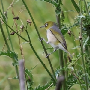 Zosterops lateralis at Jerrabomberra Wetlands - 29 Dec 2023