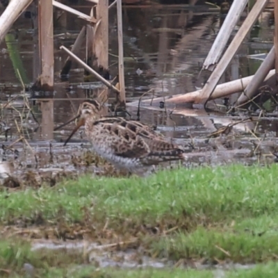 Gallinago hardwickii (Latham's Snipe) at Fyshwick, ACT - 29 Dec 2023 by AlisonMilton