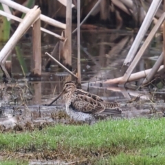 Gallinago hardwickii at Jerrabomberra Wetlands - 29 Dec 2023 12:12 PM