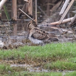 Gallinago hardwickii at Jerrabomberra Wetlands - 29 Dec 2023