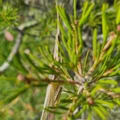 Acrida conica (Giant green slantface) at Bungendore, NSW - 23 Mar 2024 by clarehoneydove