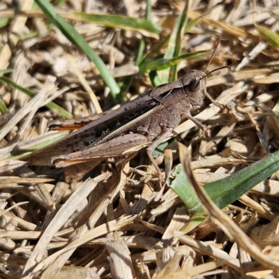 Schizobothrus flavovittatus (Disappearing Grasshopper) at Strathnairn, ACT - 24 Mar 2024 by MatthewFrawley