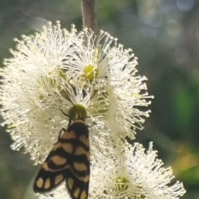 Asura lydia (Lydia Lichen Moth) at Bungendore, NSW - 23 Mar 2024 by clarehoneydove