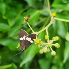 Nyctemera secundiana at QPRC LGA - 24 Mar 2024