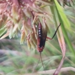 Lissopimpla excelsa (Orchid dupe wasp, Dusky-winged Ichneumonid) at Bungendore, NSW - 22 Mar 2024 by clarehoneydove