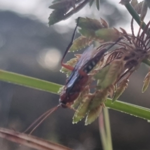 Lissopimpla excelsa at QPRC LGA - 22 Mar 2024