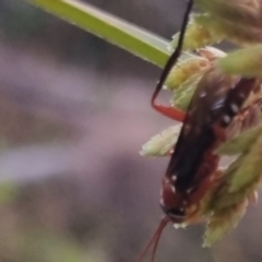 Lissopimpla excelsa at QPRC LGA - 22 Mar 2024