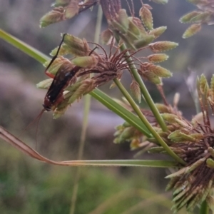 Lissopimpla excelsa at QPRC LGA - 22 Mar 2024