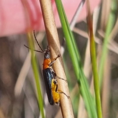 Chauliognathus tricolor (Tricolor soldier beetle) at Bungendore, NSW - 23 Mar 2024 by clarehoneydove