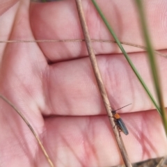 Chauliognathus tricolor at QPRC LGA - suppressed