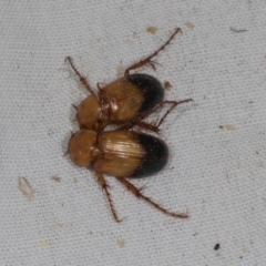 Phyllotocus macleayi (Nectar scarab) at Higgins, ACT - 10 Jan 2024 by AlisonMilton