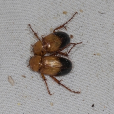 Phyllotocus macleayi (Nectar scarab) at Higgins, ACT - 10 Jan 2024 by AlisonMilton