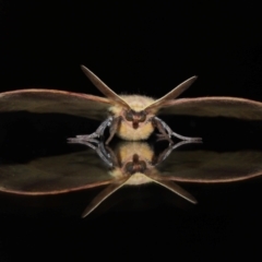 Anthela repleta (Replete Anthelid) at Wellington Point, QLD - 21 Mar 2024 by TimL