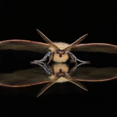Anthela repleta (Replete Anthelid) at Wellington Point, QLD - 21 Mar 2024 by TimL