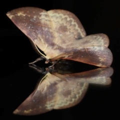 Anthela repleta at Wellington Point, QLD - suppressed