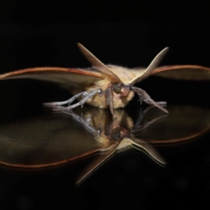 Anthela repleta at Wellington Point, QLD - suppressed