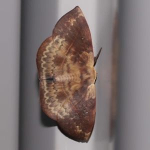 Anthela repleta at Wellington Point, QLD - suppressed