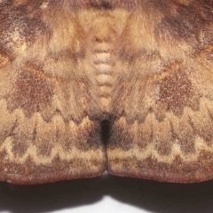 Anthela repleta at Wellington Point, QLD - suppressed