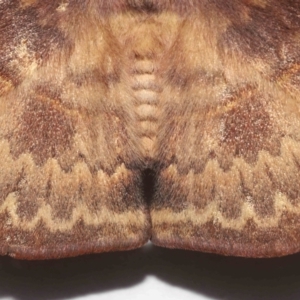 Anthela repleta at Wellington Point, QLD - suppressed