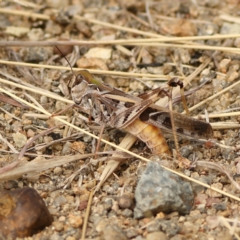 Oedaleus australis (Australian Oedaleus) at Macgregor, ACT - 23 Mar 2024 by MichaelWenke