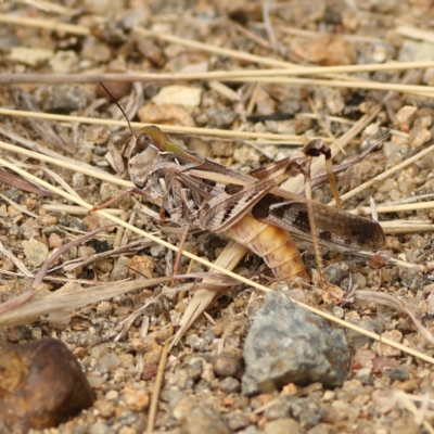 Oedaleus australis (Australian Oedaleus) at Macgregor, ACT - 23 Mar 2024 by MichaelWenke