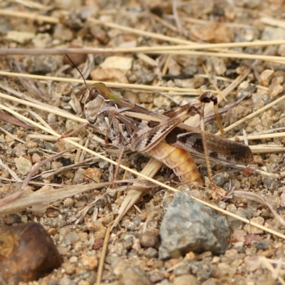 Oedaleus australis (Australian Oedaleus) at Macgregor, ACT - 23 Mar 2024 by Trevor