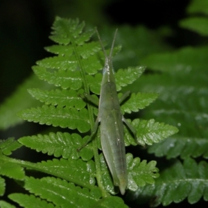 Atractomorpha similis at Capalaba, QLD - 24 Mar 2024