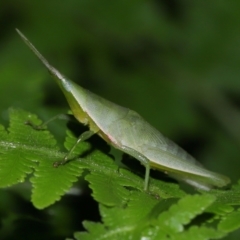 Atractomorpha similis at Capalaba, QLD - 24 Mar 2024