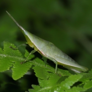 Atractomorpha similis at Capalaba, QLD - 24 Mar 2024